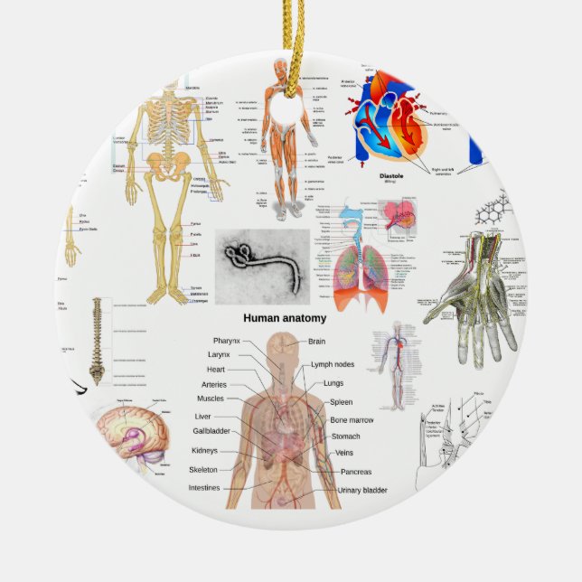 Ornement En Céramique Diagrammes Médicale d'anatomie humaine (Devant)