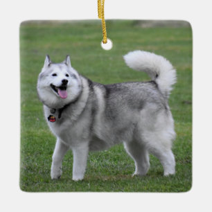 Ornement En Céramique Fluffy Alaskan Malamute Dog