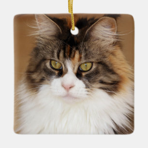 Ornement En Céramique Fluffy Maine Coon Cat