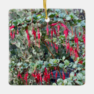 Ornement En Céramique Framboise (Ribes speciosum)