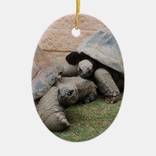 Ornement En Céramique giant tortoises