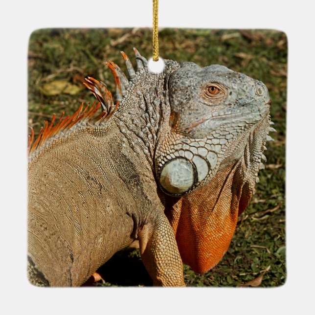 Ornement En Céramique Grand Lézard d'Iguana vert adulte dans l'herbe (Dos)