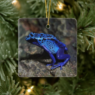 Ornement En Céramique Grenouille à tarte à poison bleu, grenouille bleue