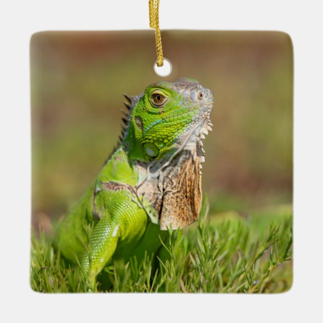Ornement en céramique Iguana (Devant)