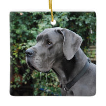 Images de Dogue Allemand