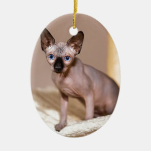 Ornement En Céramique Jeune chat de sphynx de colorpoint dans