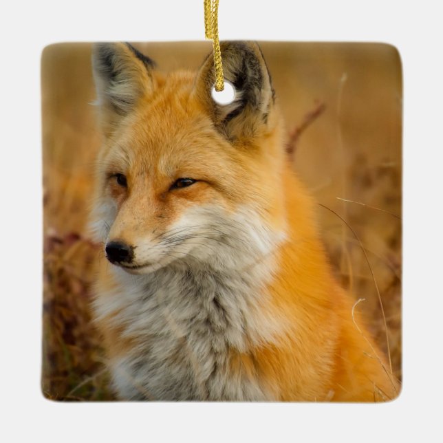 Ornement En Céramique Jote Red Fox Wilderness Nature Photographie (Devant)