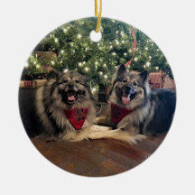 Keeshond avec l'arbre de Noël