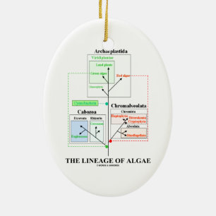 Ornement En Céramique La lignée de la biologie évolutionnaire d'algues