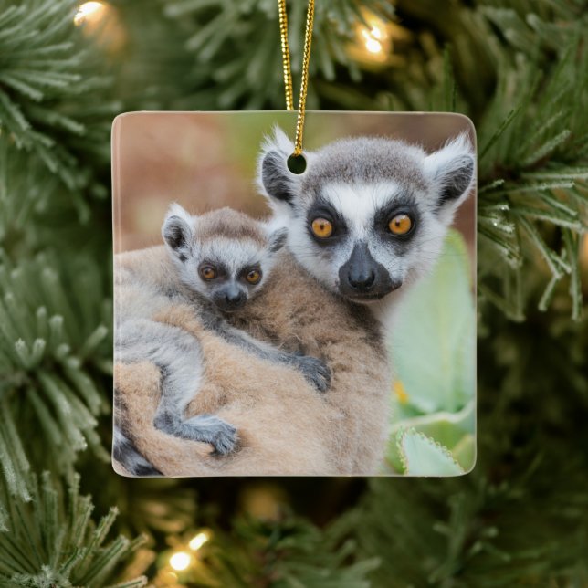 Ornement En Céramique Le bébé Lemur de Ring-Tailed (Arbre)