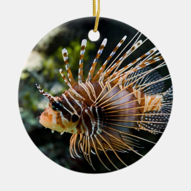 Ornement En Céramique Lionfish d'Antennata Broadbarred Firefish de (Devant)