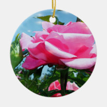 Magnifique rose rose dans un ciel bleu. Saint-Vale