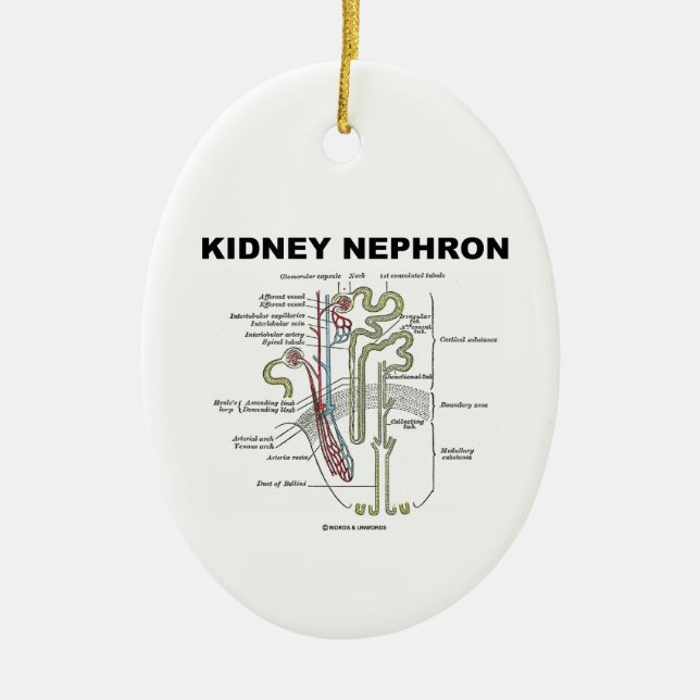 Ornement En Céramique Néphron de rein (manuel de l'anatomie du gris) (Devant)