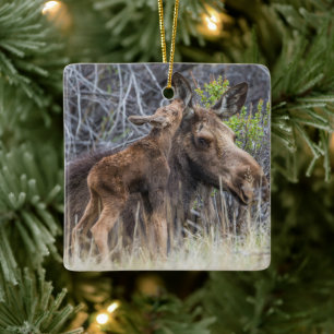 Ornement En Céramique Newborn Moose Calf Nuzzling its Mother