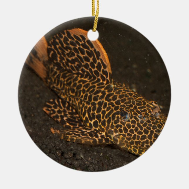 Ornement En Céramique Peckoltia Compta (Devant)