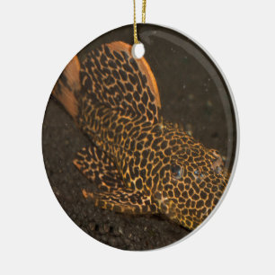 Ornement En Céramique Peckoltia Compta