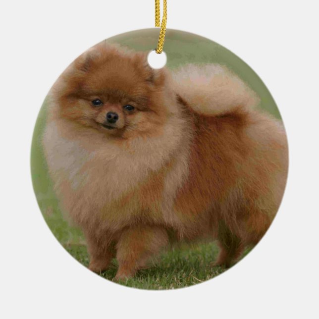 Ornement En Céramique Perfection de Pomeranian, (Devant)