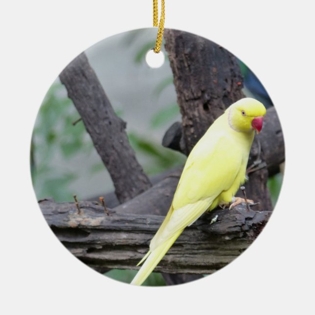 Ornement En Céramique Perruche étranglée d'anneau jaune de Lutino dans (Devant)