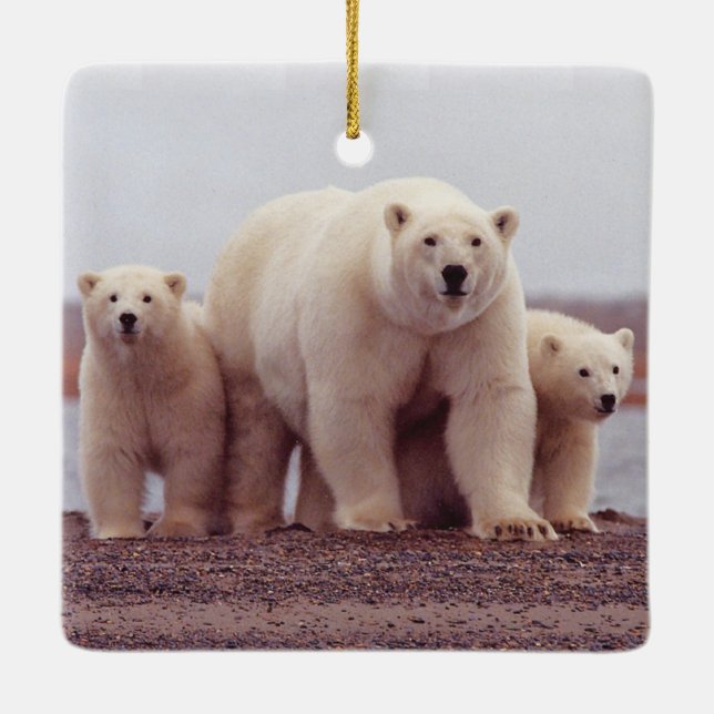 Ornement En Céramique Polar Bear Family Mother and Cubs Photo (Dos)