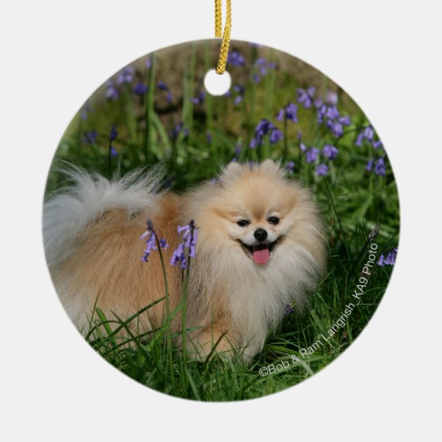 Ornement En Céramique Pomeranian se tenant regardant l'appareil-photo (Devant)
