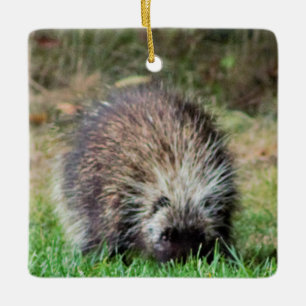Ornement En Céramique Porcupine à Ricketts Glenn
