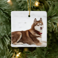 Portrait de Cute Siberian Husky