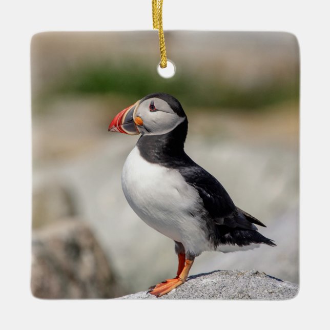 Ornement En Céramique Puffin Atlantique en Machias, Maine (Devant)