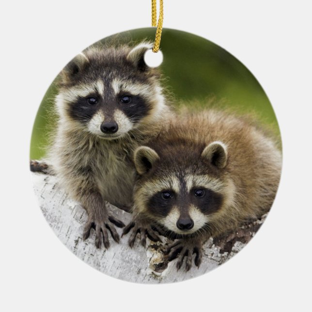 Ornement En Céramique Raccoon Babies (Devant)