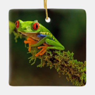 Ornement En Céramique Red Eyed Tree Frog Photo