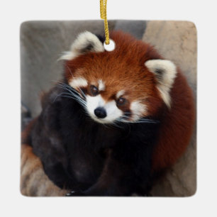 Ornement En Céramique Red Panda Ornament