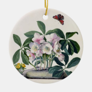 Ornement En Céramique Rose de Noël (Helleborus Niger) et hiver Aconi