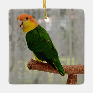 Ornement En Céramique Singing White Bellied Caique Parrot