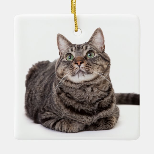 Ornement En Céramique Tabby Gris (Devant)