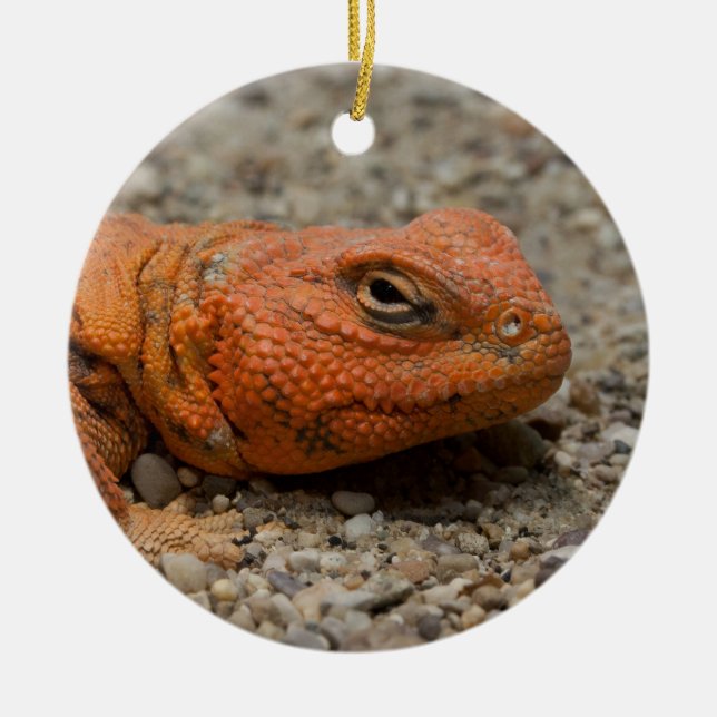 Ornement En Céramique Uromastyx geyri (Devant)