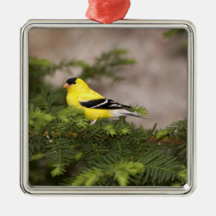 Ornement En Métal Américain Goldfinch mâle dans un arbre