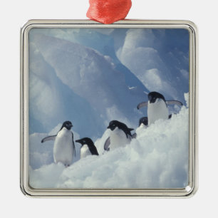 Ornement En Métal Antarctique. Pingouins d'Adelie
