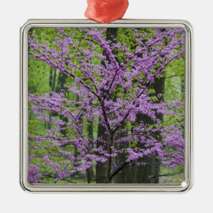 Ornement En Métal Arbres Redbud en pleine floraison printanière près