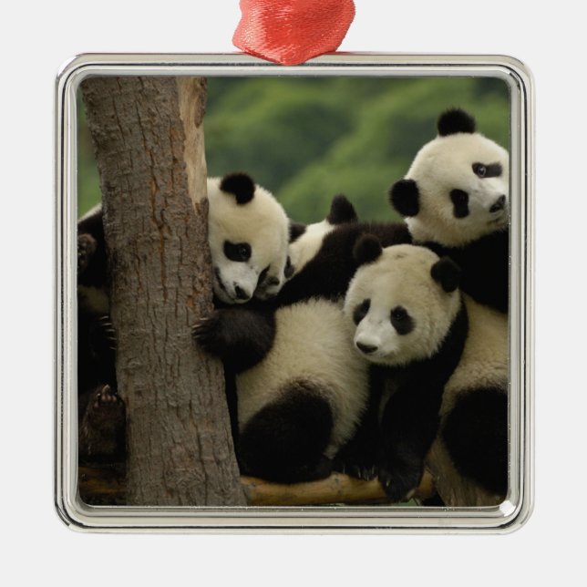 Ornement En Métal Baby panda géante Ailuropoda melanoleuca) (Devant)