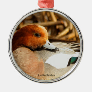 Ornement En Métal Beau étranger en ville Eurasian Wigeon Duck