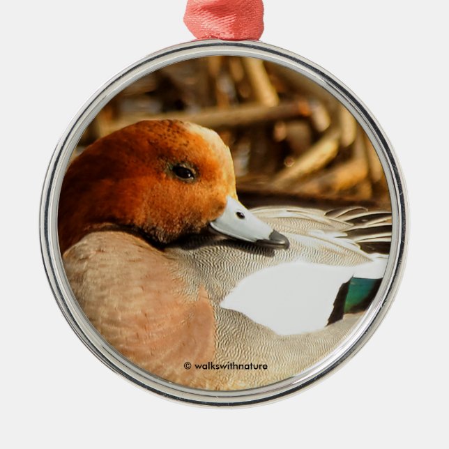 Ornement En Métal Beau étranger en ville Eurasian Wigeon Duck (Devant)