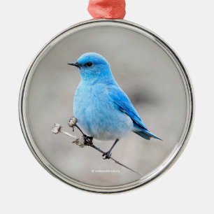 Ornement En Métal Beau oiseau-chanteur de Montagne à la plage