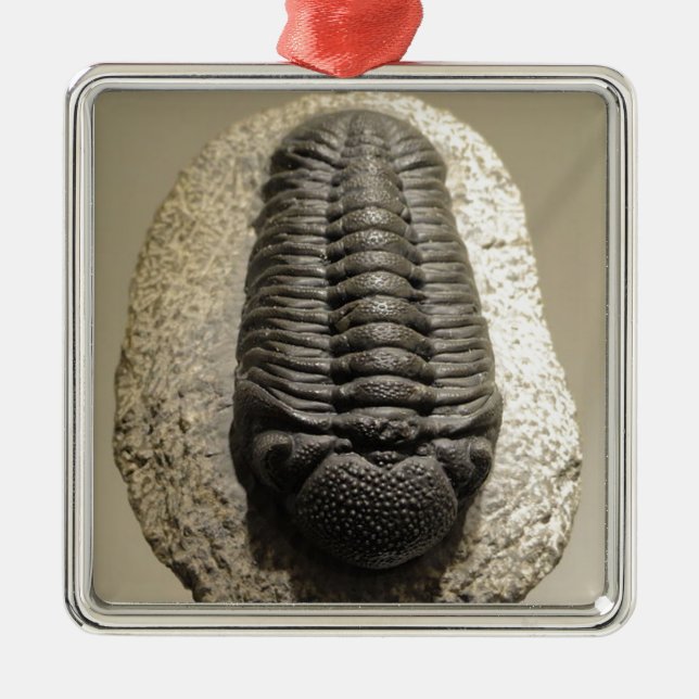 Ornement En Métal Belle photo de fossile de trilobite de Phacops (Devant)