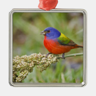 Ornement En Métal Bunting peint (ciris passeriens) alimentation mâle