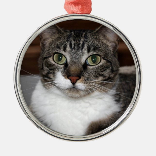 Ornement En Métal Chat tigré vous regardant photo (Devant)