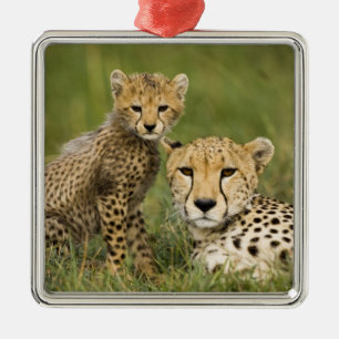 Ornement En Métal Cheetah, Acinonyx jubatus, avec Cub