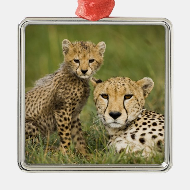 Ornement En Métal Cheetah, Acinonyx jubatus, avec Cub (Devant)