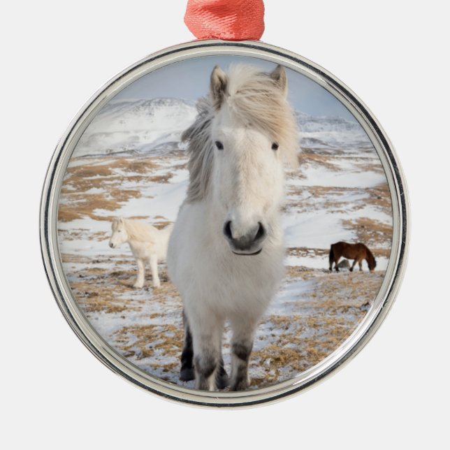 Ornement En Métal Cheval Blanc Islandais, Islande (Devant)
