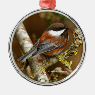Ornement En Métal Chickadee Songbird dans l'arbre à dos de châtaigni