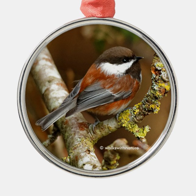 Ornement En Métal Chickadee Songbird dans l'arbre à dos de châtaigni (Devant)