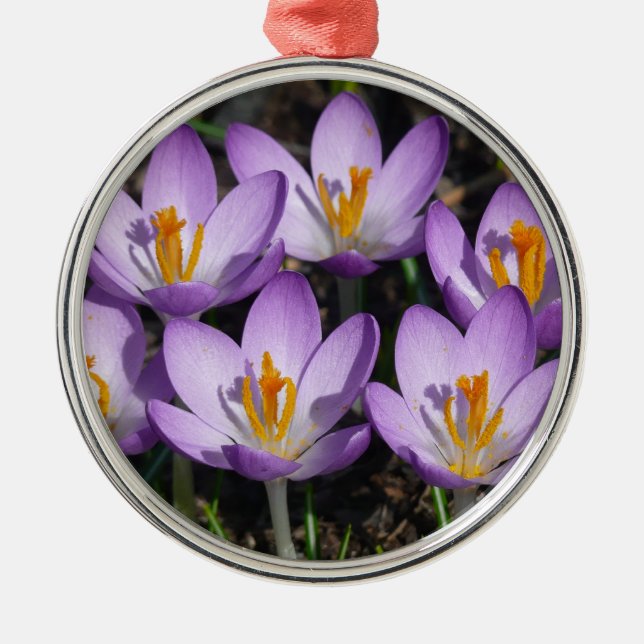 Ornement En Métal Crocus violets ensoleillés (Devant)